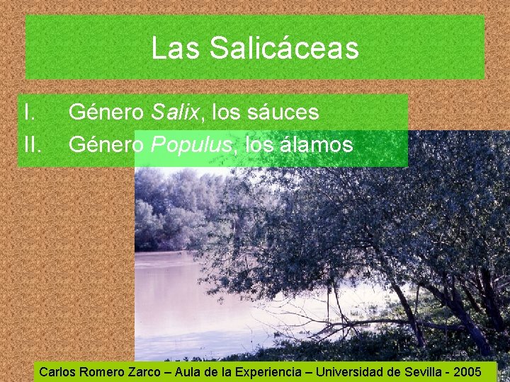 Las Salicáceas I. II. Género Salix, los sáuces Género Populus, los álamos Carlos Romero