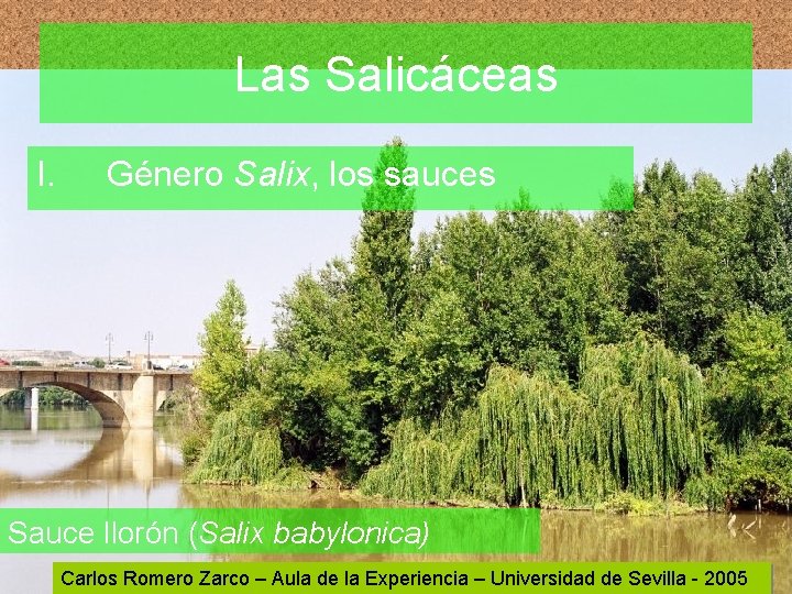 Las Salicáceas I. Género Salix, los sauces Sauce llorón (Salix babylonica) Carlos Romero Zarco