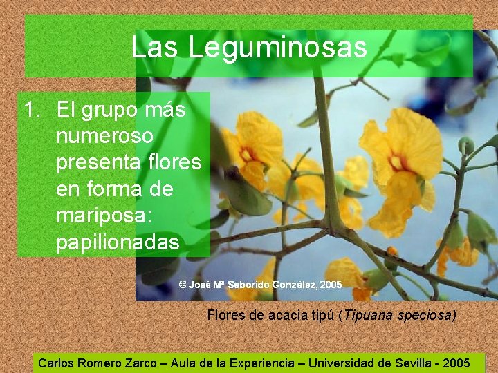 Las Leguminosas 1. El grupo más numeroso presenta flores en forma de mariposa: papilionadas