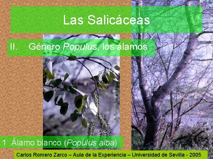 Las Salicáceas II. Género Populus, los álamos 1 Álamo blanco (Populus alba) Carlos Romero