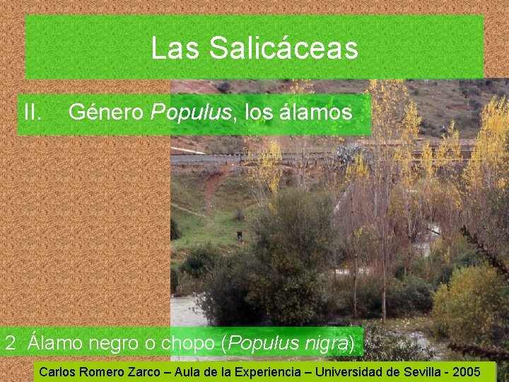 Las Salicáceas II. Género Populus, los álamos 2 Álamo negro o chopo (Populus nigra)