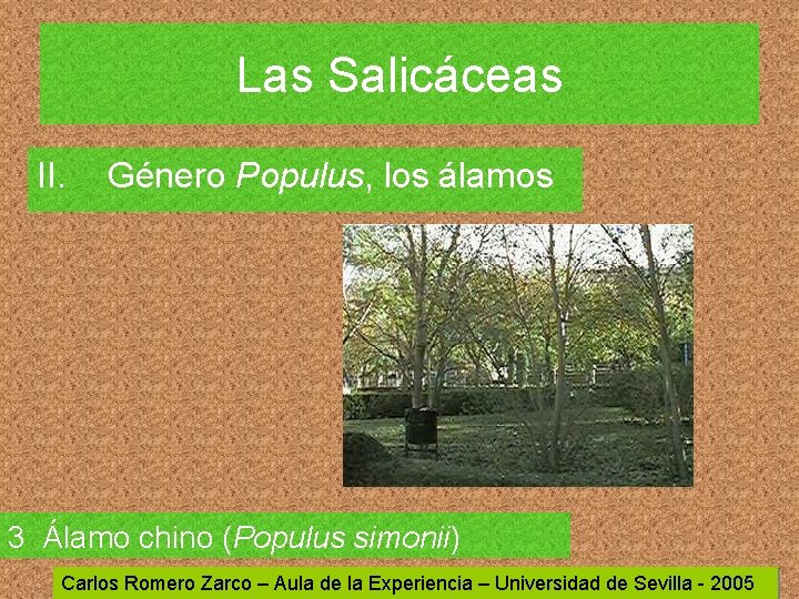 Las Salicáceas II. Género Populus, los álamos 3 Álamo chino (Populus simonii) Carlos Romero