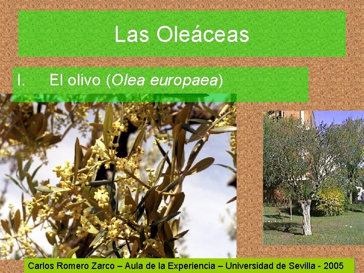 Las Oleáceas I. El olivo (Olea europaea) Carlos Romero Zarco – Aula de la