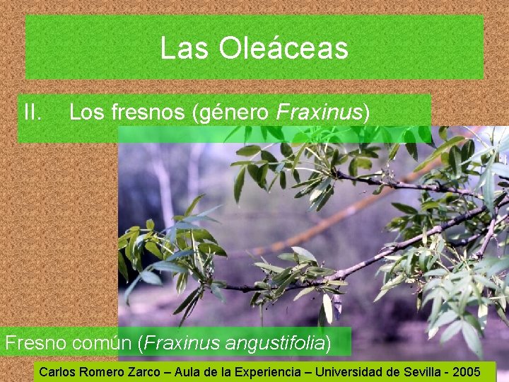 Las Oleáceas II. Los fresnos (género Fraxinus) Fresno común (Fraxinus angustifolia) Carlos Romero Zarco