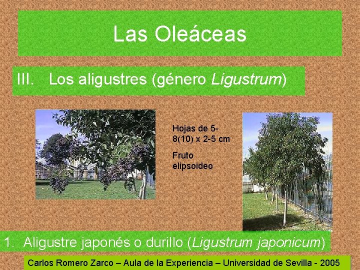 Las Oleáceas III. Los aligustres (género Ligustrum) Hojas de 58(10) x 2 -5 cm