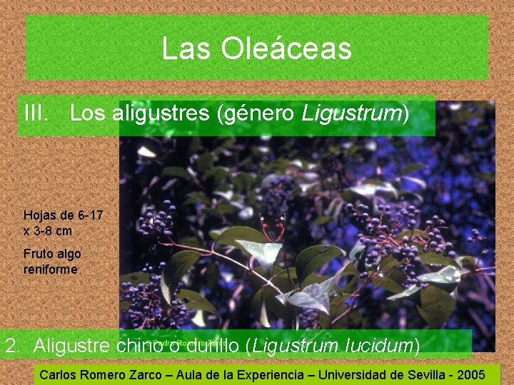 Las Oleáceas III. Los aligustres (género Ligustrum) Hojas de 6 -17 x 3 -8