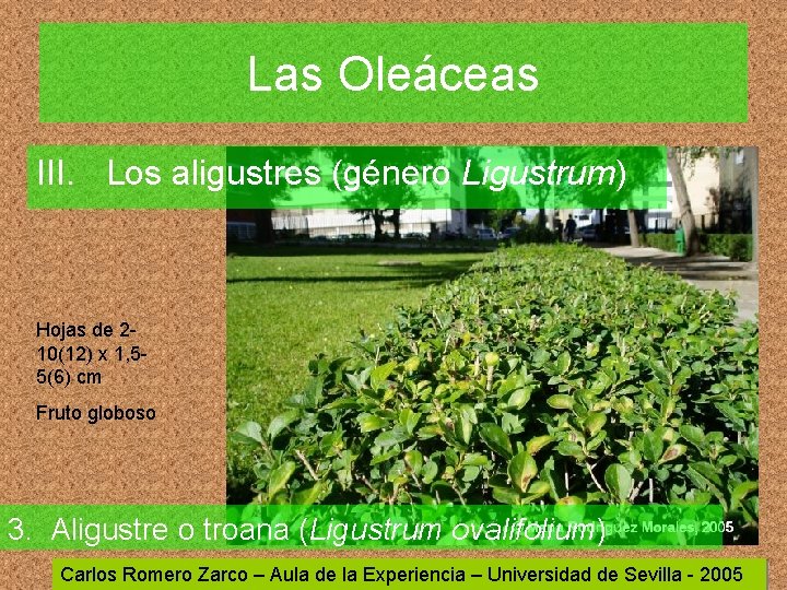 Las Oleáceas III. Los aligustres (género Ligustrum) Hojas de 210(12) x 1, 55(6) cm