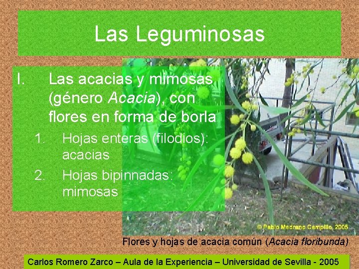 Las Leguminosas I. Las acacias y mimosas (género Acacia), con flores en forma de