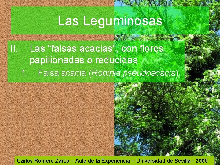 Las Leguminosas II. Las “falsas acacias”, con flores papilionadas o reducidas 1. Falsa acacia
