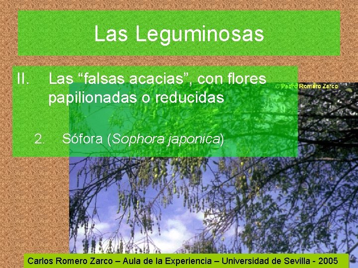 Las Leguminosas II. Las “falsas acacias”, con flores papilionadas o reducidas 2. Sófora (Sophora