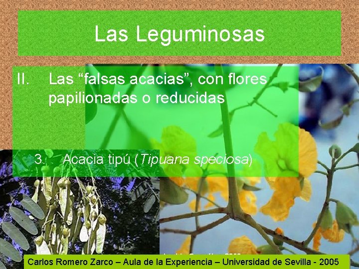 Las Leguminosas II. Las “falsas acacias”, con flores papilionadas o reducidas 3. Acacia tipú