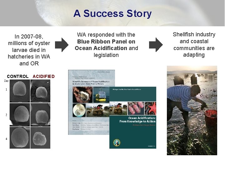 A Success Story In 2007 -08, millions of oyster larvae died in hatcheries in