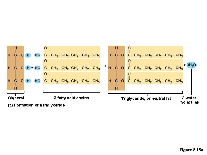 Glycerol 3 fatty acid chains (a) Formation of a triglyceride Triglyceride, or neutral fat
