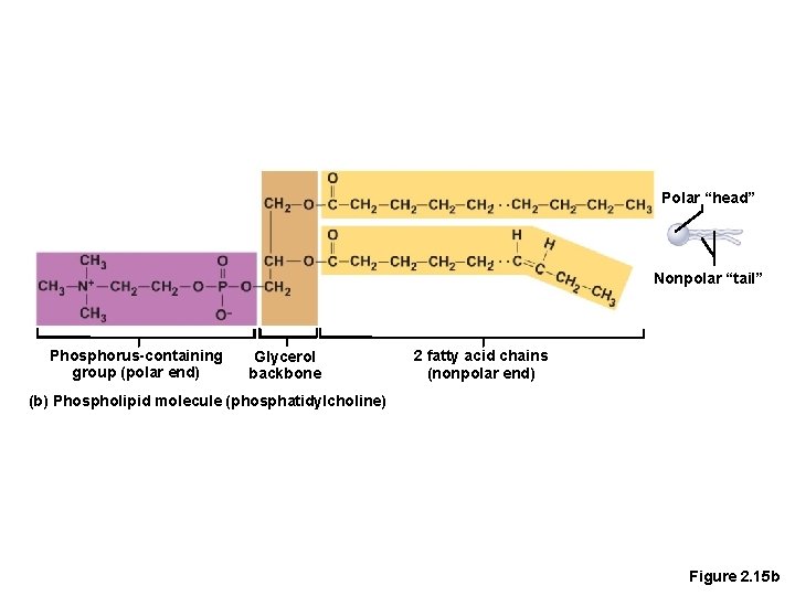 Polar “head” Nonpolar “tail” Phosphorus-containing group (polar end) Glycerol backbone 2 fatty acid chains