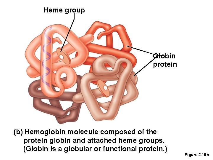 Heme group Globin protein (b) Hemoglobin molecule composed of the protein globin and attached
