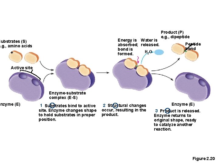 Energy is Water is absorbed; released. bond is H 2 O formed. Substrates (S)