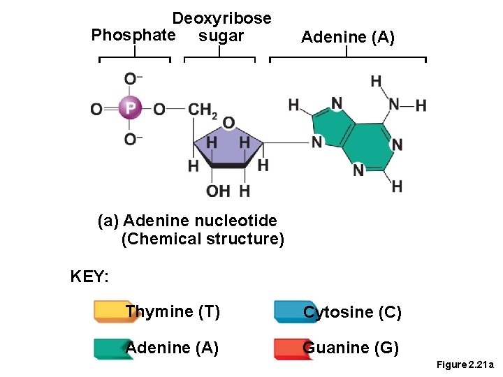 Deoxyribose Phosphate sugar Adenine (A) (a) Adenine nucleotide (Chemical structure) KEY: Thymine (T) Cytosine