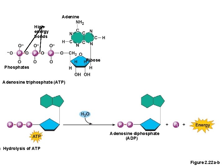 Adenine High energy bonds Ribose Phosphates ) Adenosine triphosphate (ATP) Adenosine diphosphate (ADP) )