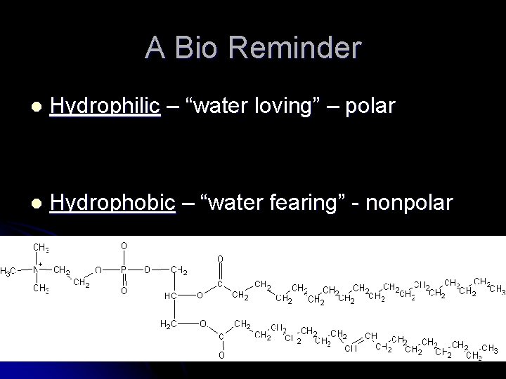 A Bio Reminder l Hydrophilic – “water loving” – polar l Hydrophobic – “water