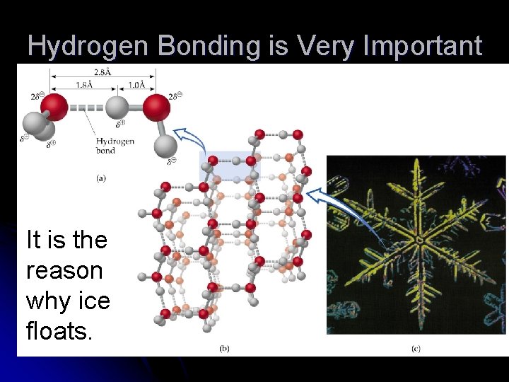 Hydrogen Bonding is Very Important It is the reason why ice floats. 
