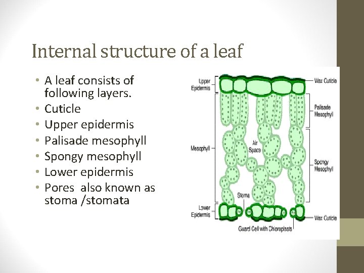 Internal structure of a leaf • A leaf consists of following layers. • Cuticle