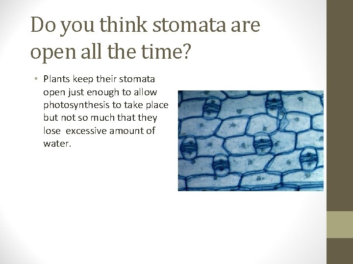 Do you think stomata are open all the time? • Plants keep their stomata