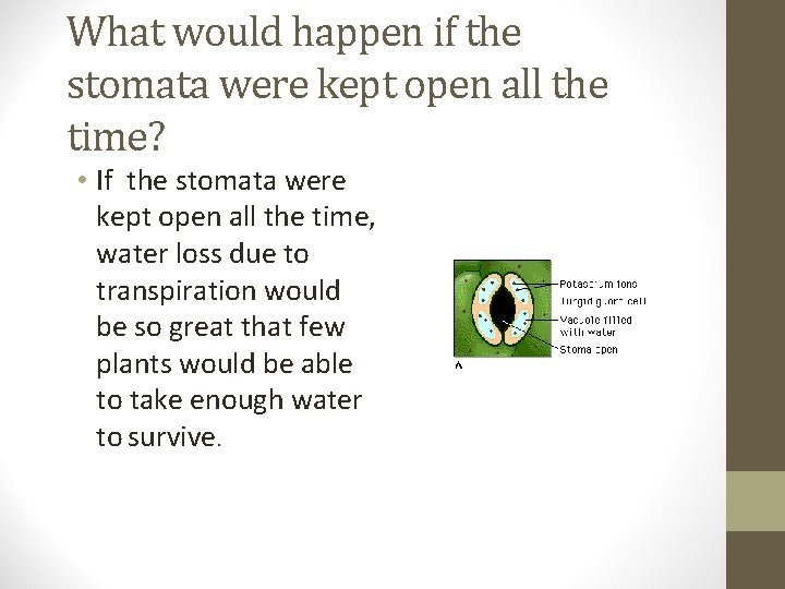 What would happen if the stomata were kept open all the time? • If
