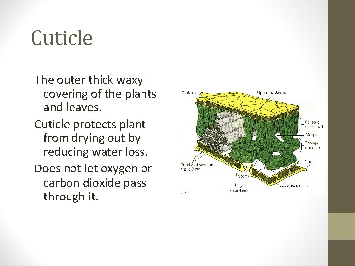 Cuticle The outer thick waxy covering of the plants and leaves. Cuticle protects plant