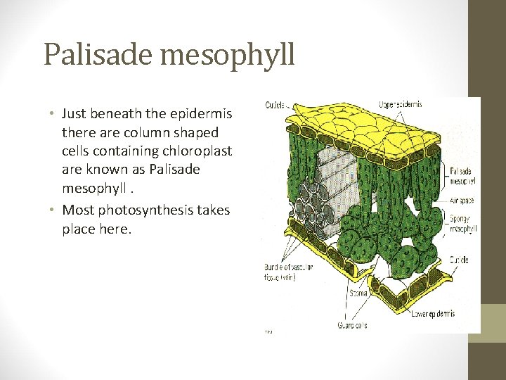 Palisade mesophyll • Just beneath the epidermis there are column shaped cells containing chloroplast