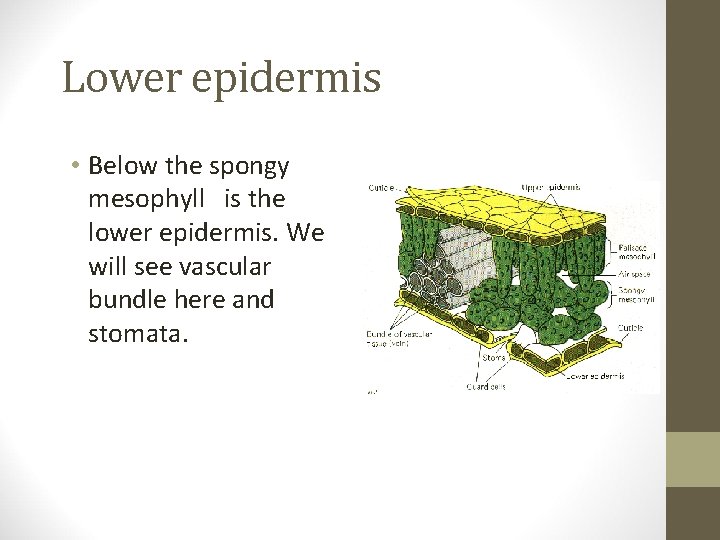 Lower epidermis • Below the spongy mesophyll is the lower epidermis. We will see