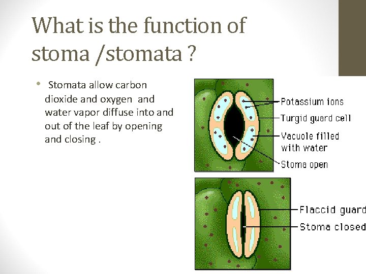 What is the function of stoma /stomata ? • Stomata allow carbon dioxide and