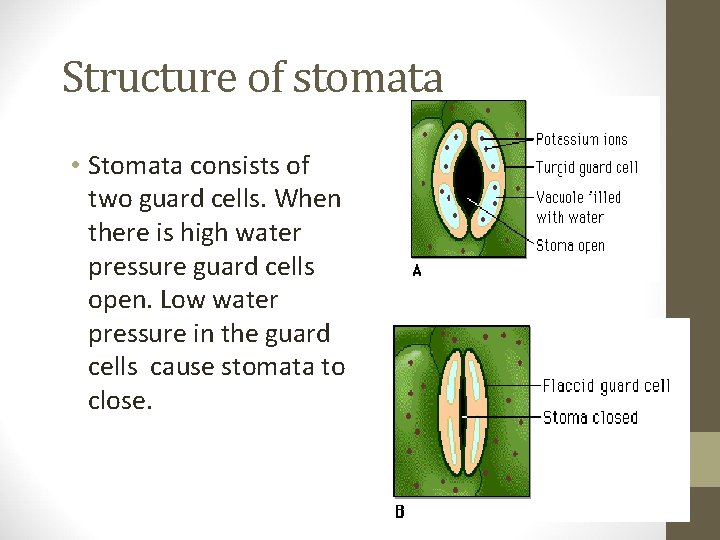 Structure of stomata • Stomata consists of two guard cells. When there is high