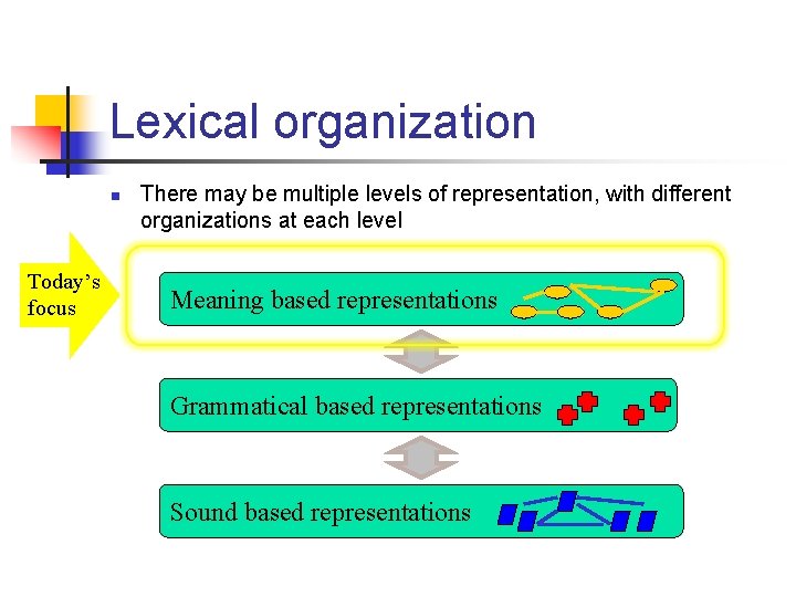 Lexical organization n Today’s focus There may be multiple levels of representation, with different