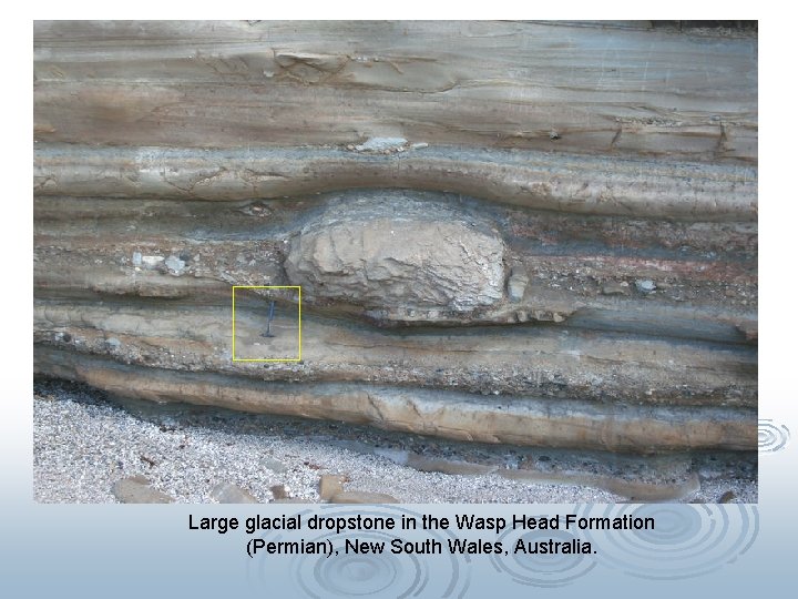 Large glacial dropstone in the Wasp Head Formation (Permian), New South Wales, Australia. 