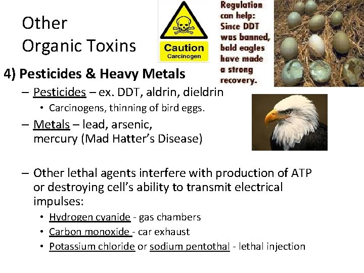 Other Organic Toxins 4) Pesticides & Heavy Metals – Pesticides – ex. DDT, aldrin,