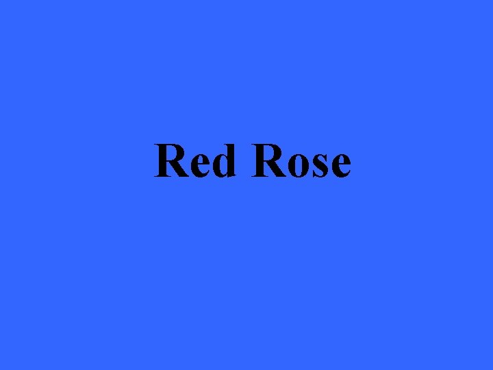 Red Rose 