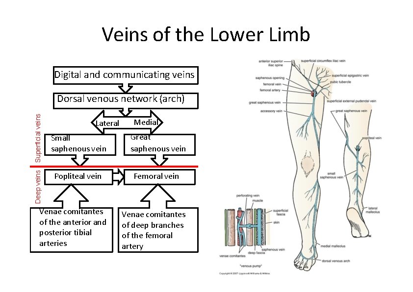 communicating veins