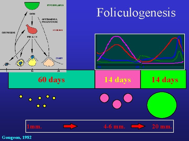 Foliculogenesis 60 days 1 mm. Gougeon, 1982 14 days 4 -6 mm. 20 mm. Foliculogenesis 60 days 1 mm. Gougeon, 1982 14 days 4 -6 mm. 20 mm.