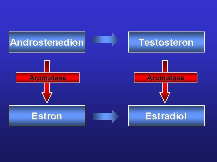 Androstenedion Testosteron Aromatase Estron Estradiol Androstenedion Testosteron Aromatase Estron Estradiol
