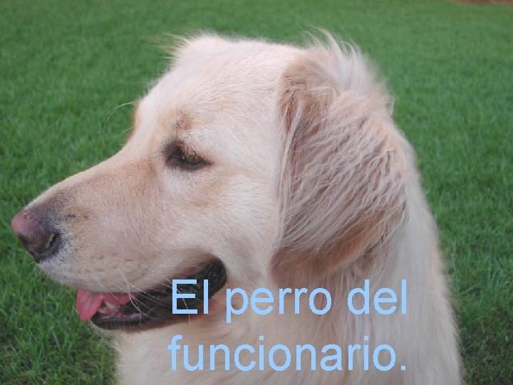 El perro del funcionario. 