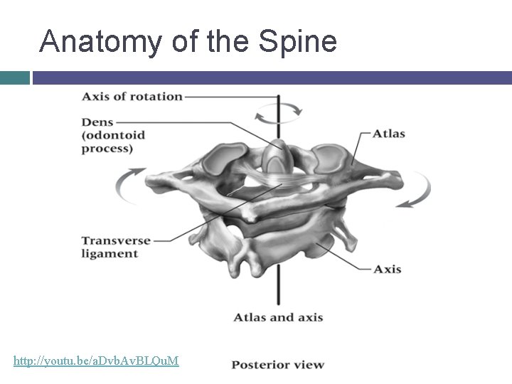Anatomy of the Spine http: //youtu. be/a. Dvb. Av. BLQu. M © 2007 Mc.