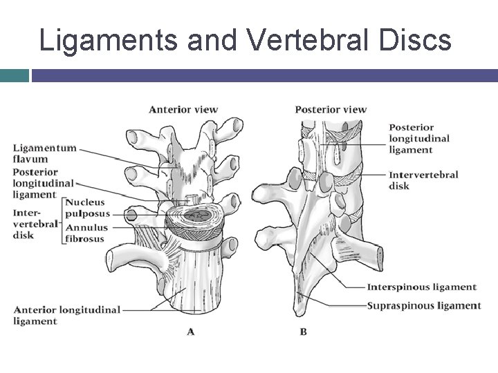 Ligaments and Vertebral Discs © 2007 Mc. Graw-Hill Higher Education. All rights reserved. 