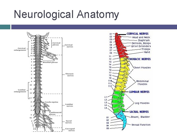 Neurological Anatomy © 2007 Mc. Graw-Hill Higher Education. All rights reserved. 