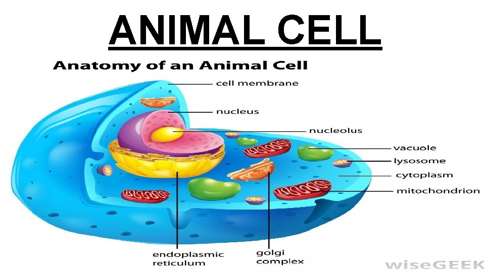 ANIMAL CELL 