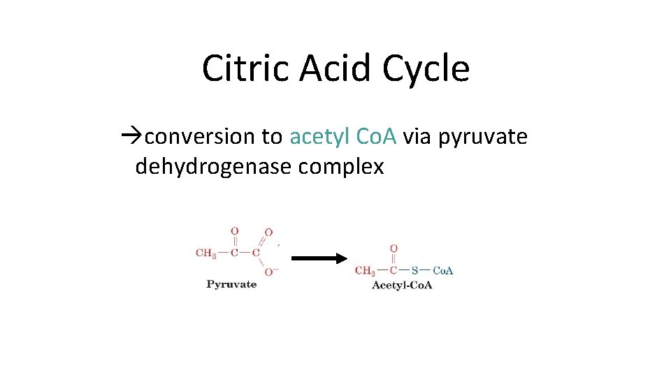 Citric Acid Cycle conversion to acetyl Co. A via pyruvate dehydrogenase complex 