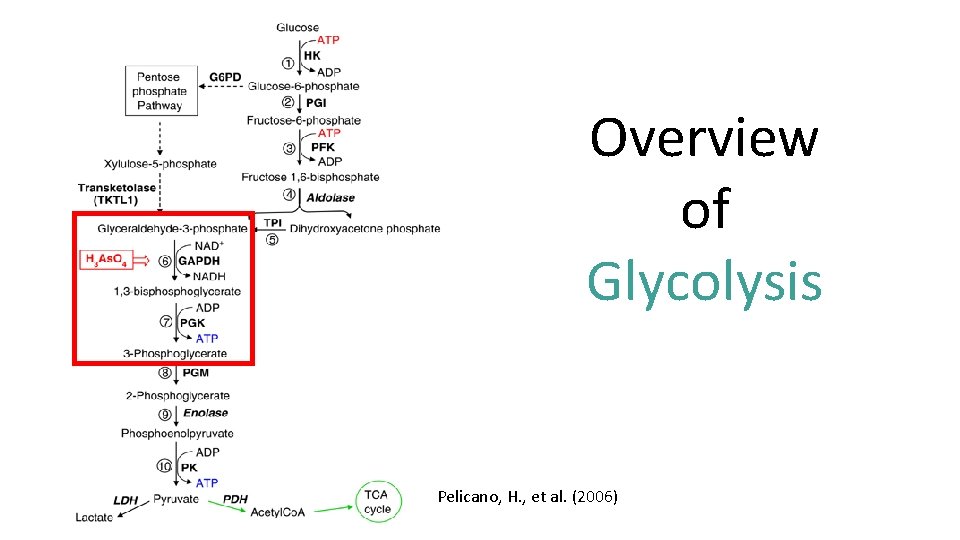 Overview of Glycolysis Pelicano, H. , et al. (2006) 