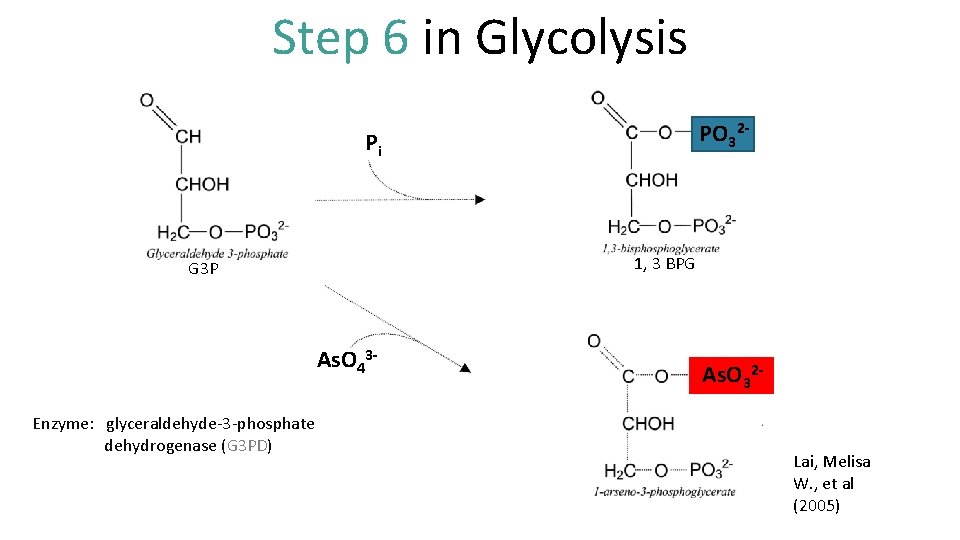 Step 6 in Glycolysis PO 32 - Pi 1, 3 BPG G 3 P