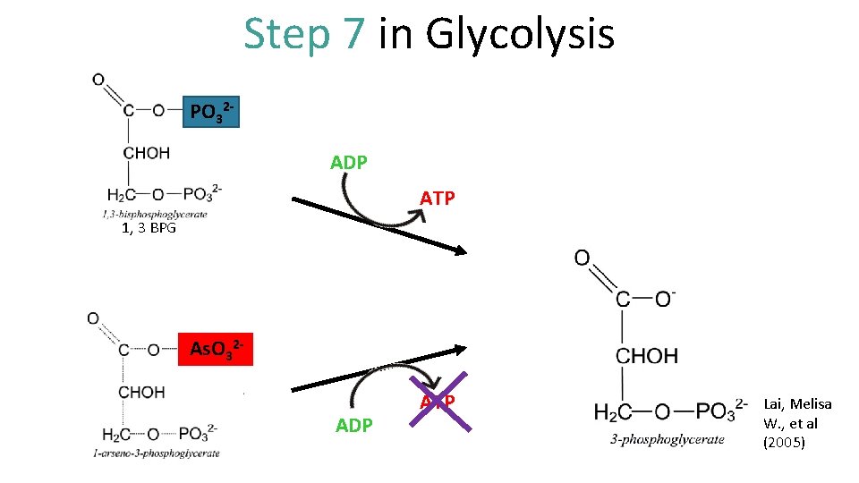 Step 7 in Glycolysis PO 32 ADP ATP 1, 3 BPG As. O 32