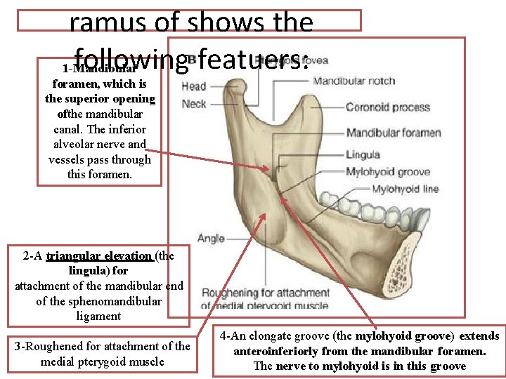 ramus of shows the following featuers: 1 -Mandibular foramen, which is the superior opening