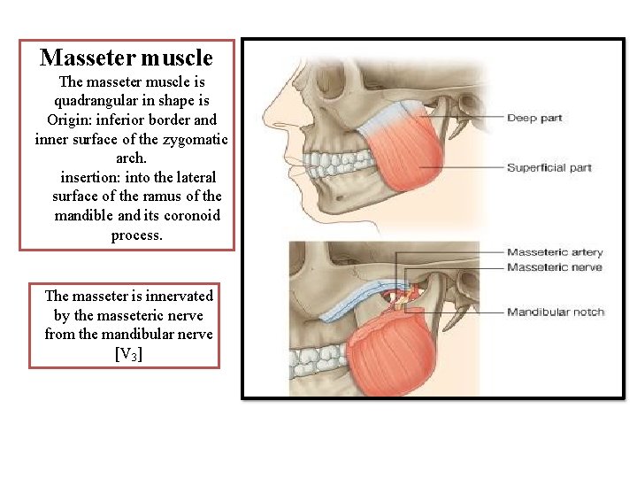 Masseter muscle The masseter muscle is quadrangular in shape is Origin: inferior border and